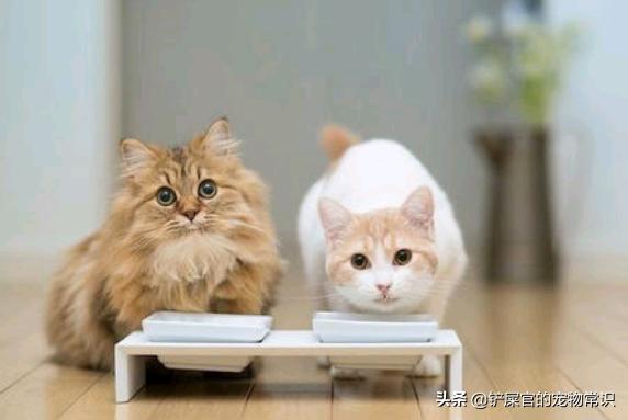 猫咪胃炎详解，成因、症状及治疗方案